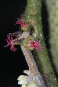 Haselnuss (Corylus avellana) - weibliche Blüten